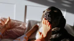 Waarom honden hun baasjes ’s nachts wakker maken: het is niet zo eenvoudig als het lijkt