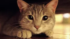 Waarom de ogen van katten in het donker oplichten: wetenschappers geven een verklaring