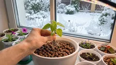 Hoe je sterke bloemenzaailingen krijgt zonder extra moeite: een beproefde wintermethode