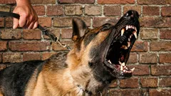 Honden als detectives: hoe huisdieren slechte mensen in enkele seconden herkennen