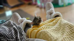 Hoe weet je dat je kat van je houdt: een expert noemt de tekenen die je hart zullen doen smelten