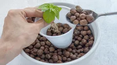 Zo maak je goede drainage zonder kleikorrels: budgettip van ervaren kwekers